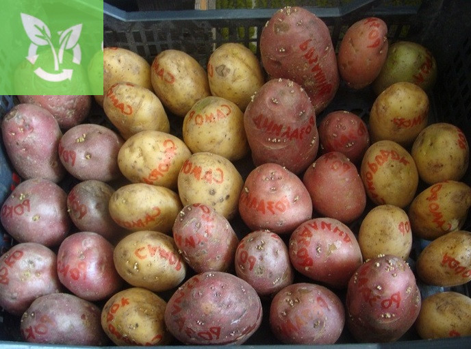 Какой сорт картофеля лучше для  Сибири: ранний или поздний? 6 фактов для выбора.