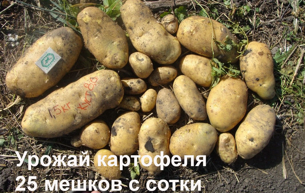 Олег Телепов. Выращивание картофеля