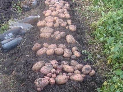 вкусные урожайные сорта картофеля 