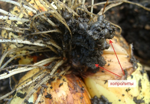 Фото: Вот как выглядят копролиты пашенников. Черви сами приносят питание (биогумус) к корням растений