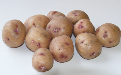 Картофель это овощ, плод, корнеплод, клубнеплод, корнеклубень или ягода